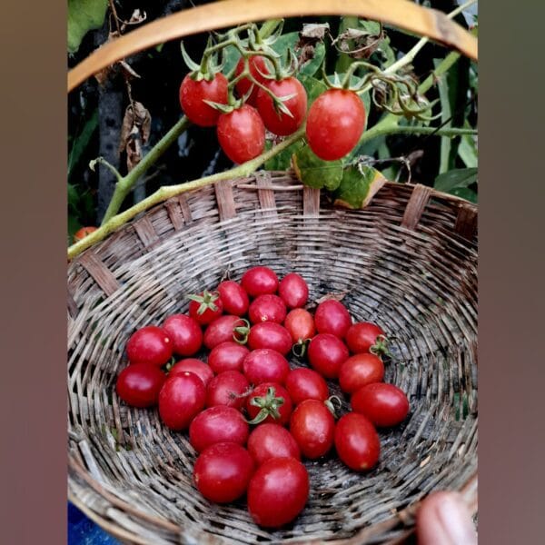 Heirloom Kum Kum Kesari Tomato seeds
