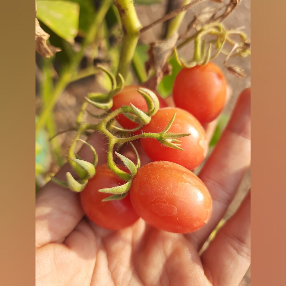 sivappu cherry thakkali