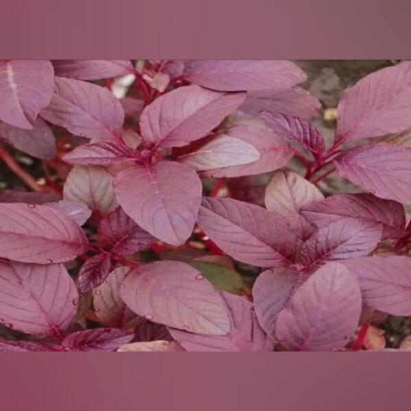 Red Amaranthus (செங்கீரை) Seeds
