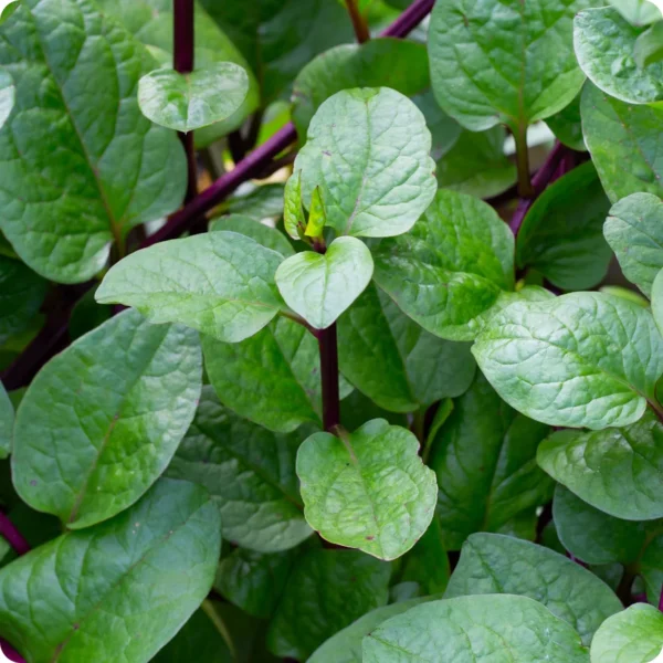 Red Stem Malabar Spinach Pasalai keerai seeds