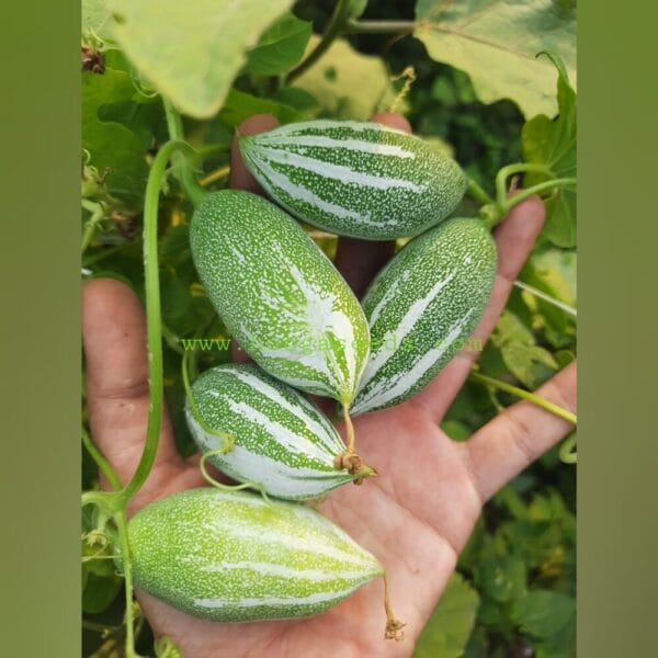 Snakegourd Tiny vegetable seeds