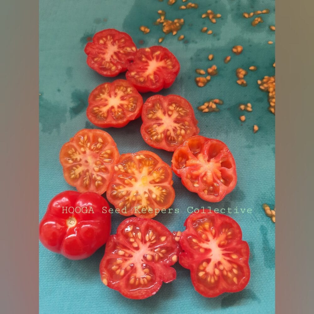 Heirloom Trefle Du Togo Tomato seeds