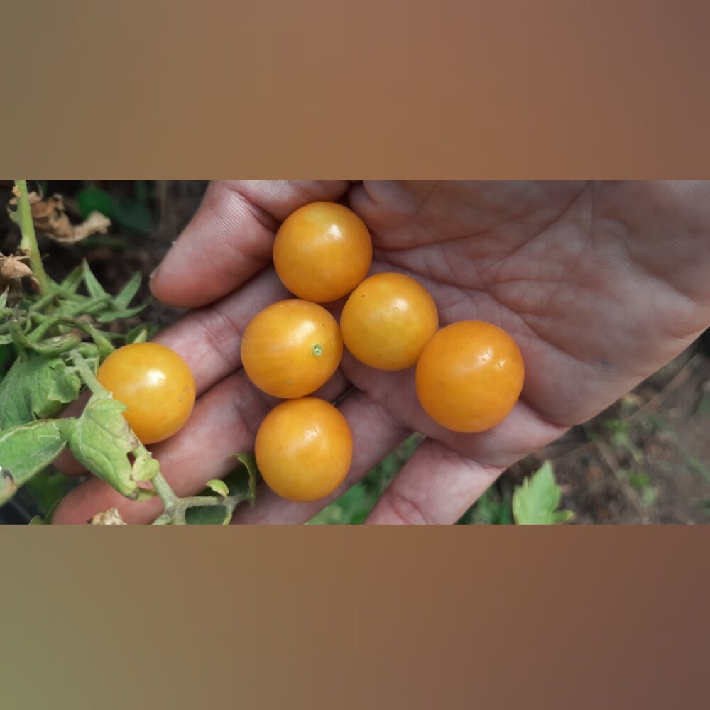 manjal vatta cherry thakkali