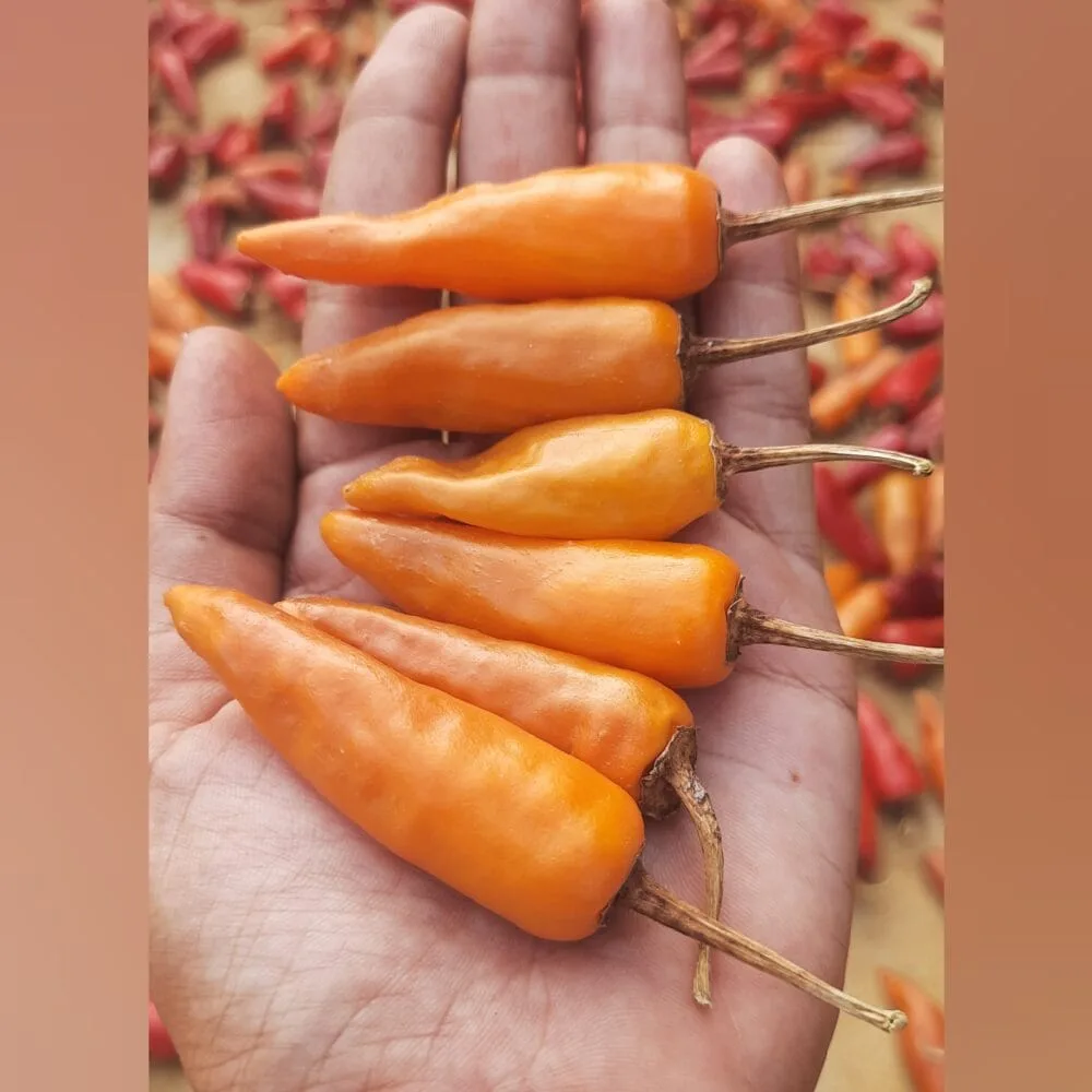 Yellow Bullet Chilli Gardening seeds