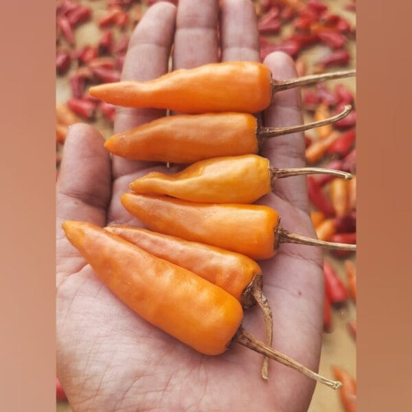 Yellow Bullet Chilli Gardening seeds