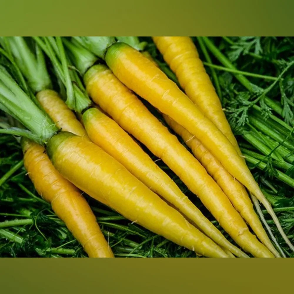 Yellow Carrot OP gardening Seeds