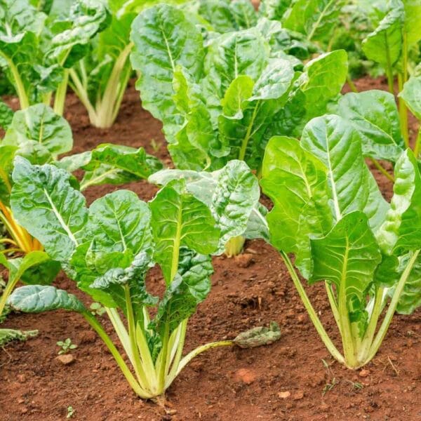 Swiss Chard Green open pollinated seeds
