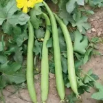 Spongegourd Long 4feet vegetable Seeds