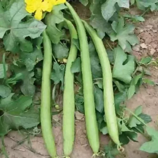Spongegourd Long 4feet vegetable Seeds
