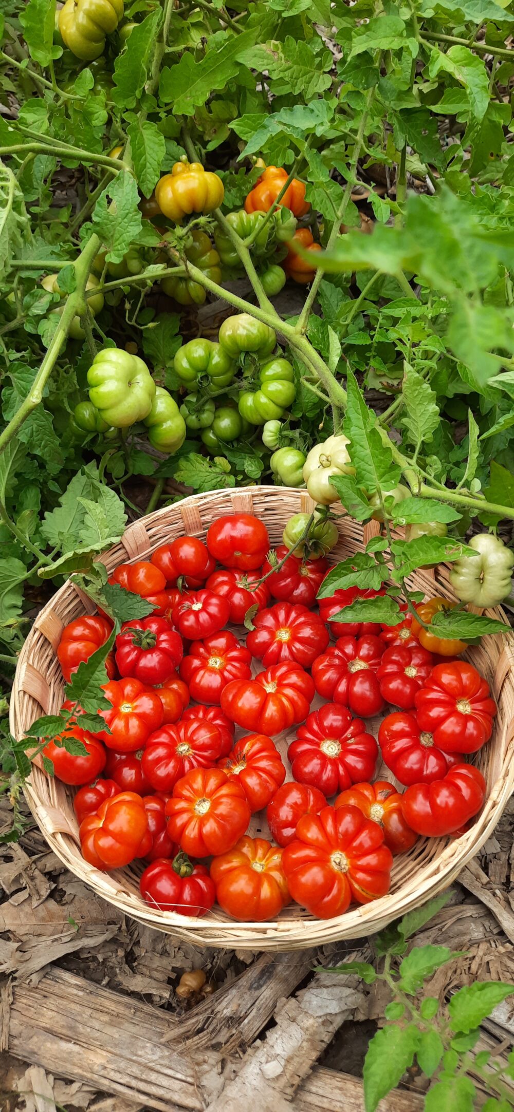 Heirloom Trefle Du Togo Tomato seeds