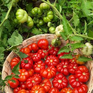 Heirloom Trefle Du Togo Tomato seeds
