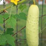 Poona Kheera Cucumber native Seeds