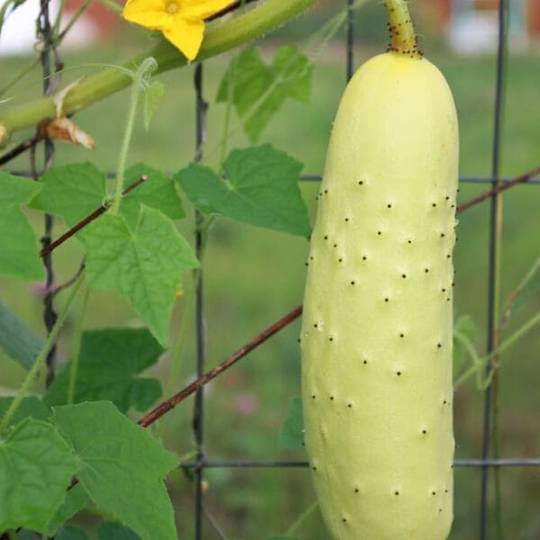 Poona Kheera Cucumber native Seeds