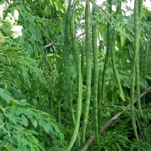 Drumstick Periyakulam PKM Bush Type seeds