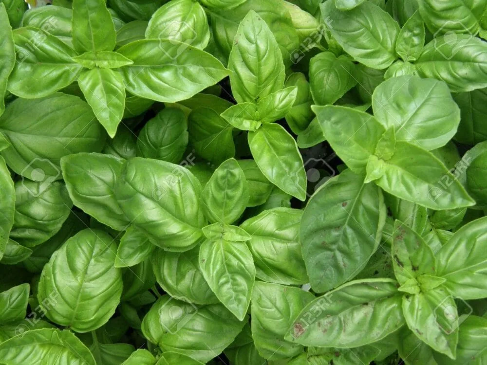 Green Basil Seeds