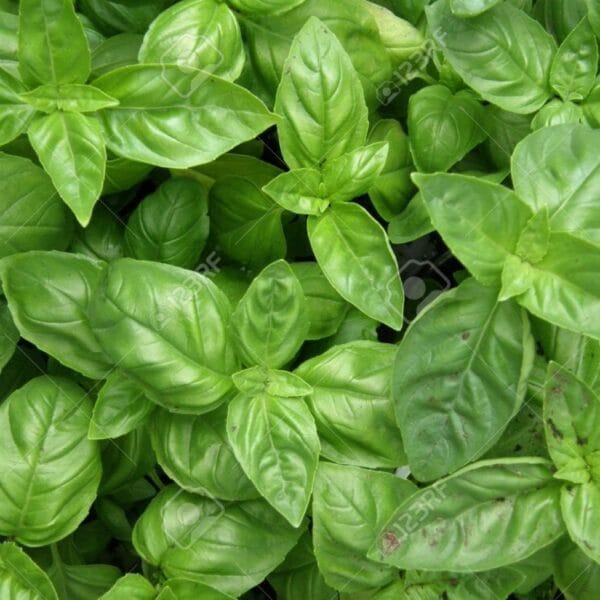 Green Basil Seeds