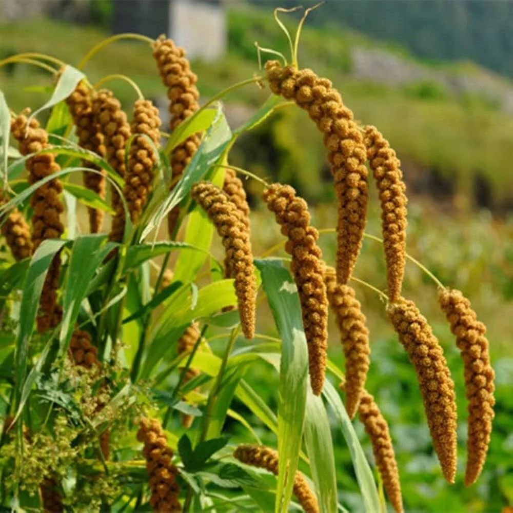 Native Hill Foxtail millet / Thinai seeds