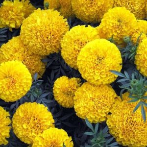 Marigold Yellow open pollinated flower seeds-Easy To Grow