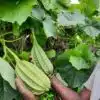 Dubai Short Ridgegourd vegetable Seeds