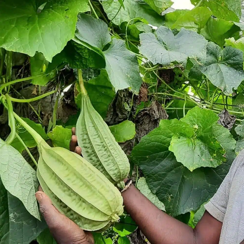 Dubai Short Ridgegourd vegetable Seeds