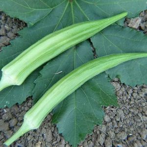 Cow Horn Okra