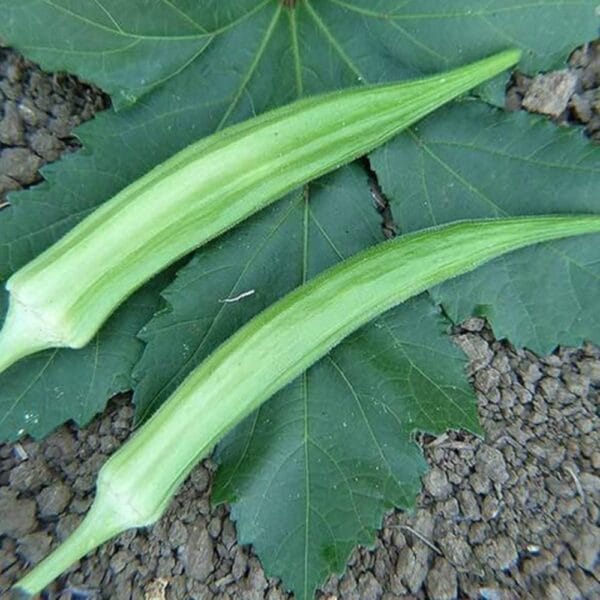 Cow Horn Okra