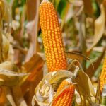 Hilly makka Yellow Corn Seeds