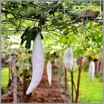 Snakegourd White Short vegetable Seeds