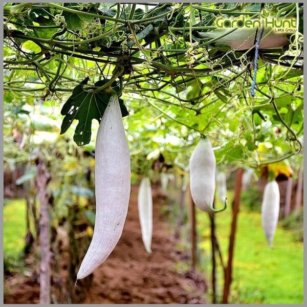 Snakegourd White Short vegetable Seeds
