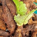 Goat Leg Tuber/Aatukaal Kilangu/Drynaria quercifolia - Treat arthritis