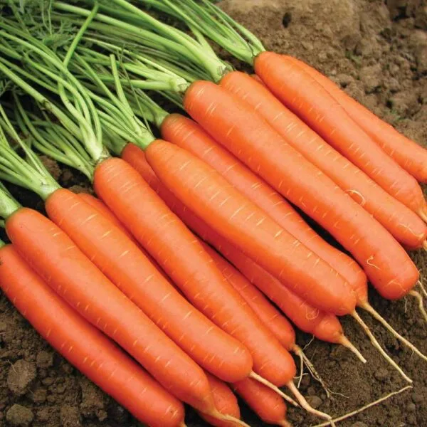Early Nantes Orange Carrot OP seeds