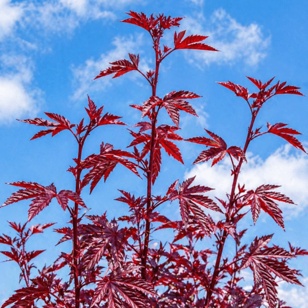 Gongura Red Leaves vegetable seeds