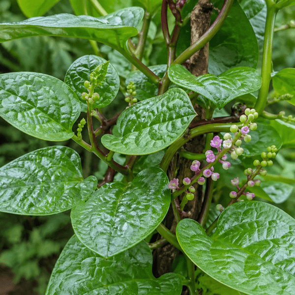 Green Malabar Spinach/ Pasalai keerai seeds