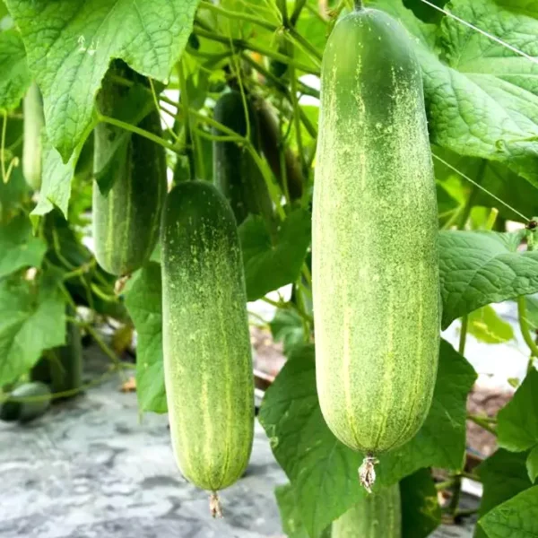 Premium Native Cucumber Long open pollinated seeds