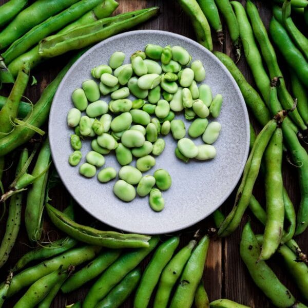 Fava Bean Gardening Seeds