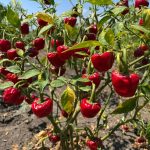 Heirloom Ramnad Mundu Chilli Seeds