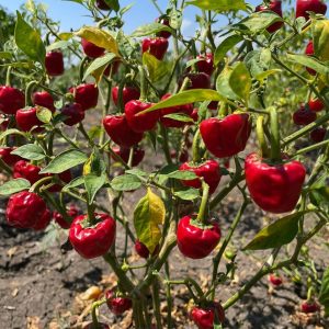 Heirloom Ramnad Mundu Chilli Seeds
