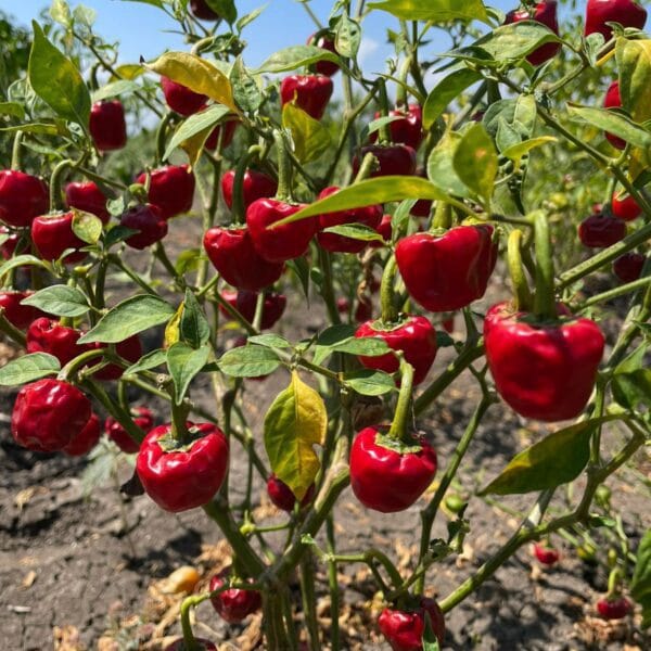 Heirloom Ramnad Mundu Chilli Seeds