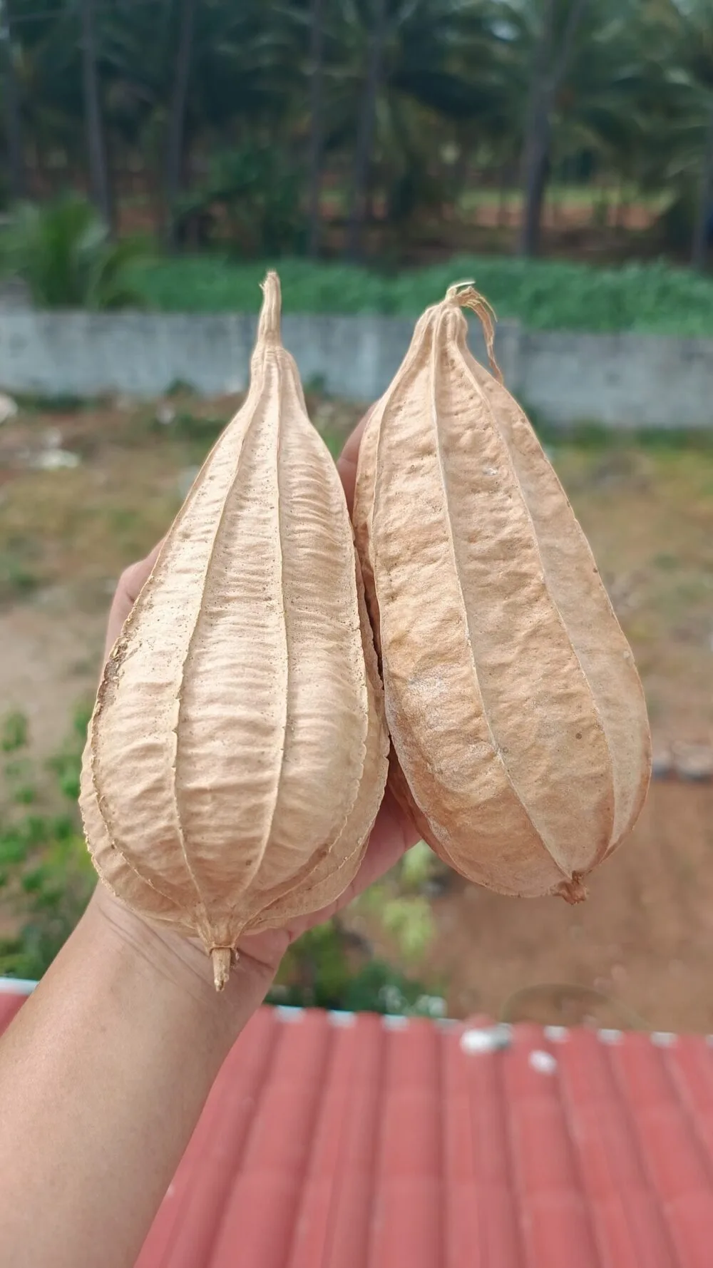 Dubai Short Ridgegourd vegetable Seeds - Image 2