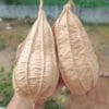 Dubai Short Ridgegourd vegetable Seeds - Image 2