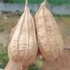 Dubai Short Ridgegourd vegetable Seeds - Image 2