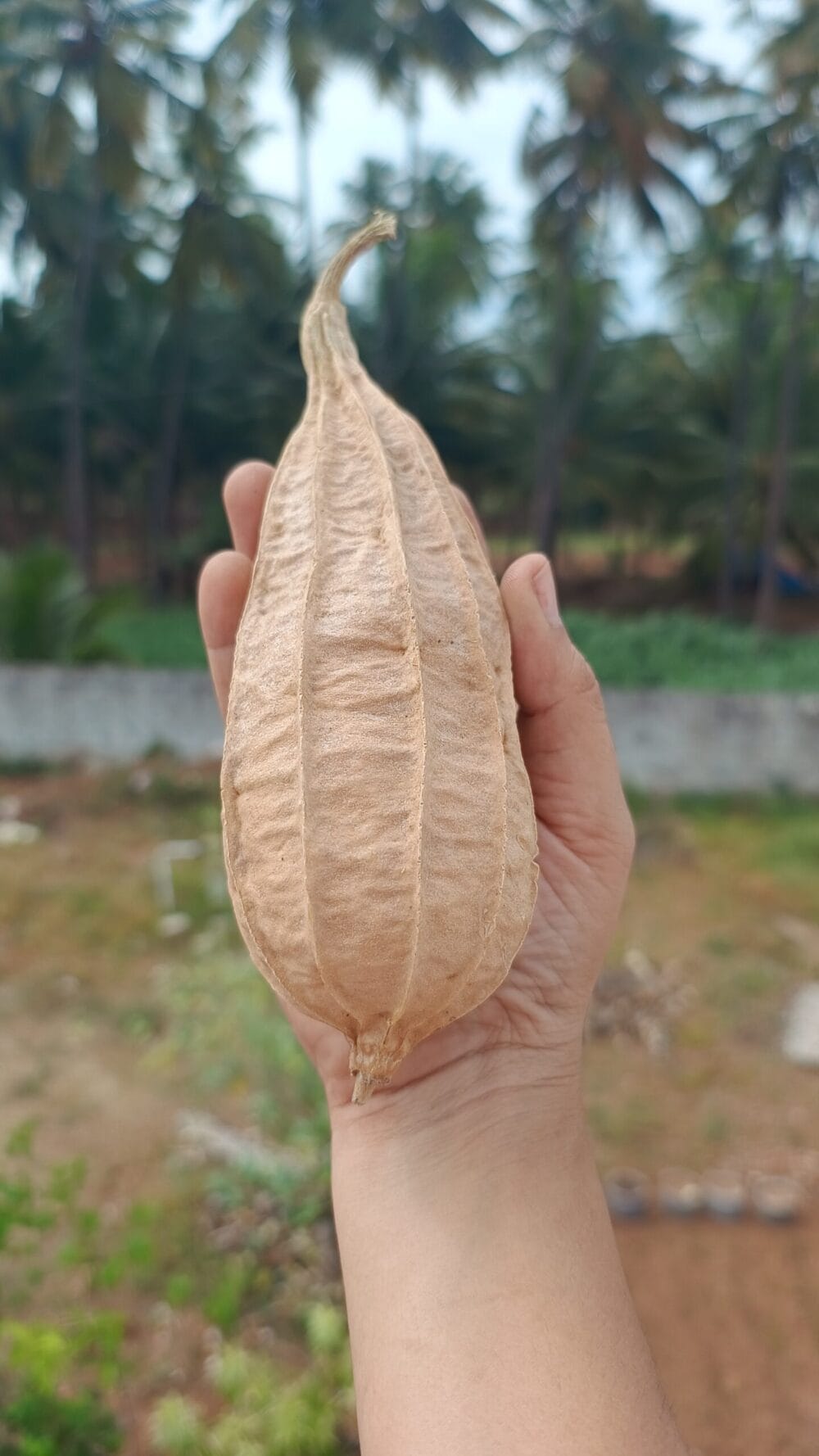 Dubai Short Ridgegourd vegetable Seeds - Image 3