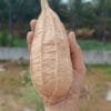Dubai Short Ridgegourd vegetable Seeds - Image 3