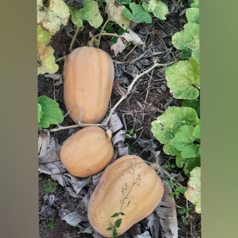 madurai flower pumpkin