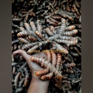 Samba Native Turmeric Rhizome Seeds