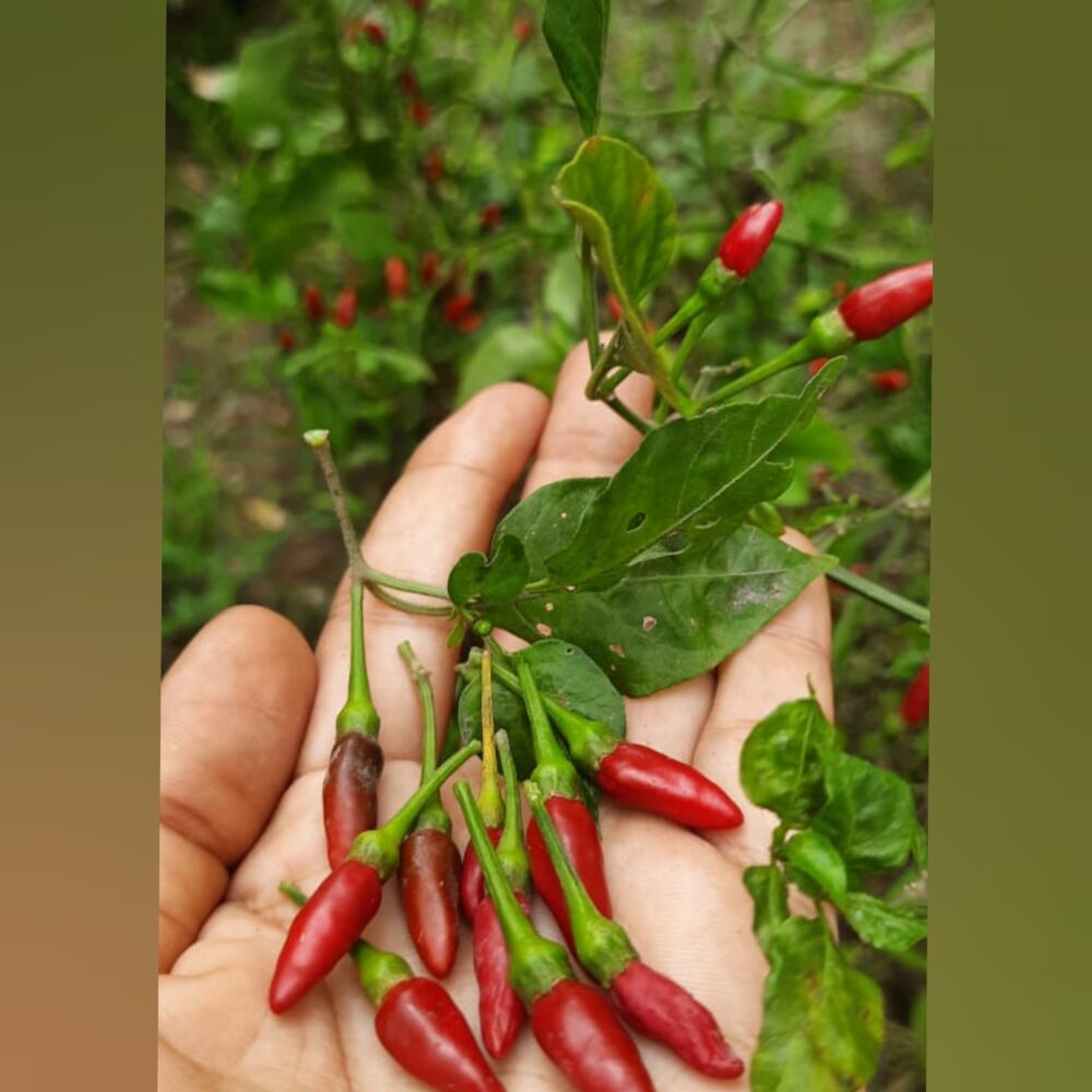 red birds eye chilli