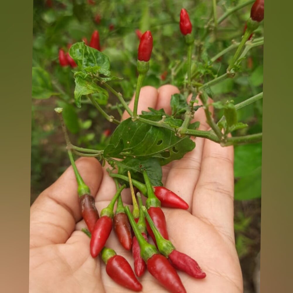 red birds eye chilli