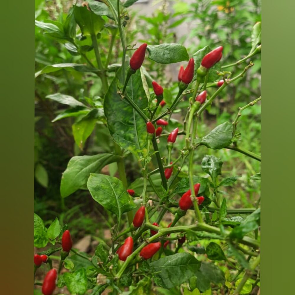 red birds eye chilli