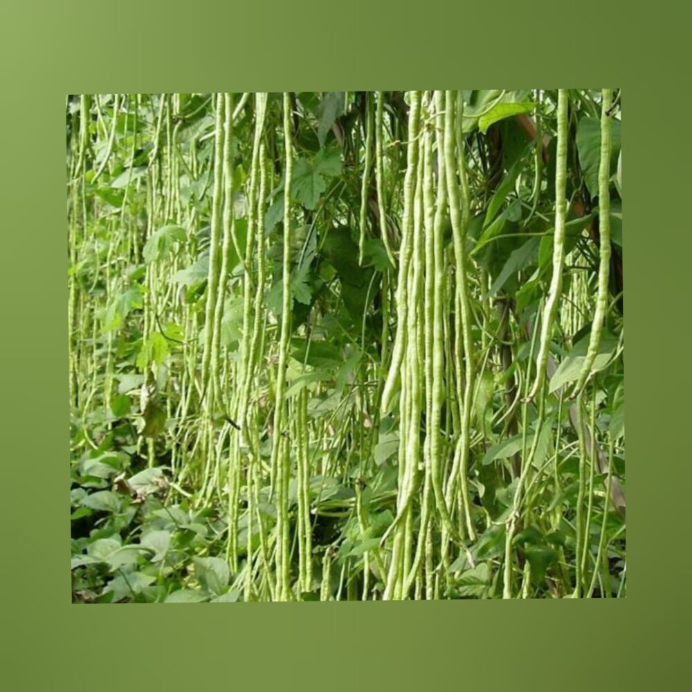 metre long cow pea seed