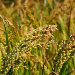 Native Hill Little Millet / Saamai Seeds